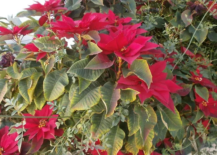 El Puntal De Nieves * Nerja