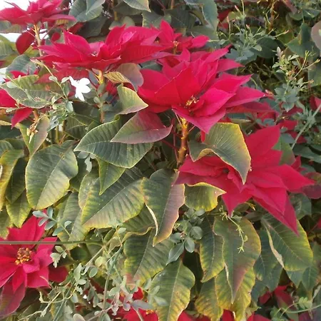 El Puntal De Nieves * Nerja